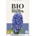 730080-hyacinthus-blue-pearl