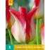 731325-tulipa-strawberry-romanoff