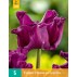 731372-tulipa-crown-negrita