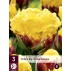 731795-tulipa-ice-cream-banana