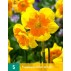 733494-narcissus-slice-life