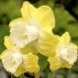 733635-narcissus-hunter-sunrise