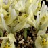 736118-iris-histrioides-katharine-gold