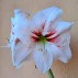 738524-hippeastrum-elsa