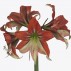 738822-hippeastrum-happy-valley