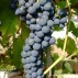 820265-blauwe-buitendruif-mika