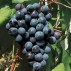 820460-blauwe-buitendruif-schuyler