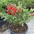 822235-goji-bes-little-goji