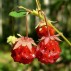 830425-wilde-smulaardbei-little-scarlet