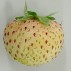 830435-chileense-aardbei-lucida-perfecta