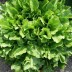 005050-andijvie-nummer-vijf-broadleaf-batavian-batavian-green