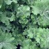 167850-snijkool-bladkool-siberian