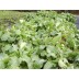 167860-snijkool-bladkool-sutherland-kale-cail-cataibh