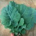 167870-snijkool-bladkool-georgia-southern-collard