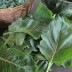 167880-snijkool-bladkool-vates-collard-champion-couve-mineira