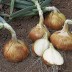307040-gele-plantuitjes-overwinterend-troy-radar