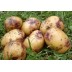 406100-aardappels-catriona
