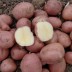 406140-aardappels-dalida
