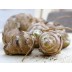 409067-aardperen-topstar
