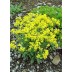 572800-alyssum-saxatile-gold-dust