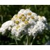 573000-anaphalis-margaritacea-neuschnee