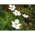 573380-anemone-canadensis