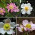 573400-anemone-japonica-hybriden