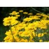 573800-anthemis-tinctoria