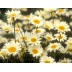 573820-anthemis-tinctoria-sauce-hollandaise