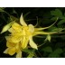 574045-aquilegia-chrysantha