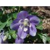 574100-aquilegia-flabellata
