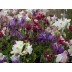 574120-aquilegia-hybriden-biedermeir-mixed