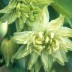574155-aquilegia-hybriden-green-apples