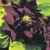 574225-aquilegia-hybriden-royal-purple