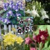 574230-aquilegia-hybriden-ton-waard