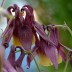 574260-aquilegia-oxysepala