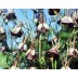 574300-aquilegia-viridiflora-chocolate-soldier