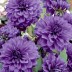 706006-dahlia-bluetiful
