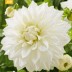 706017-dahlia-bulls-pride
