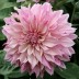 706022-dahlia-cafe-au-lait-royal