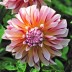 706024-dahlia-carribian-fantasy