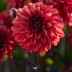 706028-dahlia-cool-flame