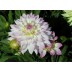 706030-dahlia-crazy-love