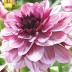 706035-dahlia-creme-cassis
