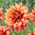 706040-dahlia-dazzling-magic