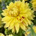 706055-dahlia-english-breakfast-cambridge