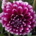 706060-dahlia-edinburgh