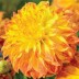 706061-dahlia-el-sol-giant