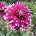 706062-dahlia-england-glory