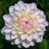 706065-dahlia-eveline